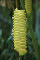 /album/kuranda/img-2809-533x800-jpg/